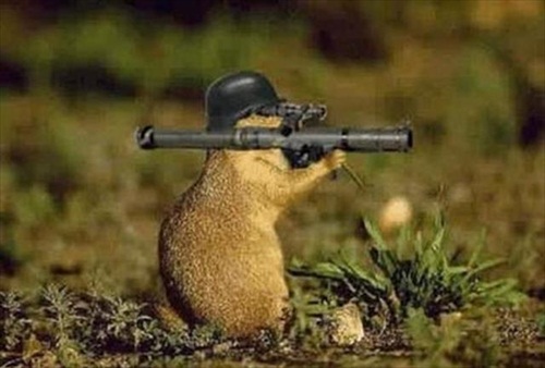 Army Gofer Picture