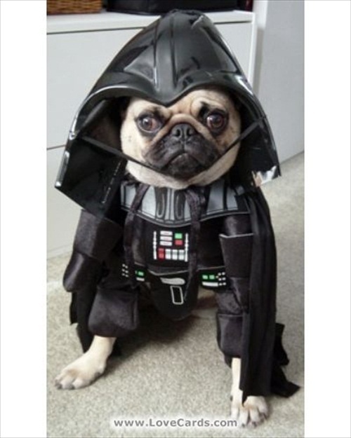 Darth Vader Dog Picture