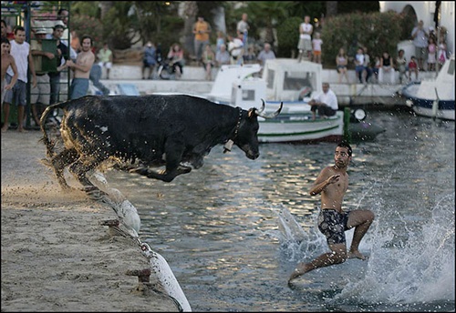 Diving Bull Picture