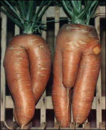 Erotic Vegetables Picture