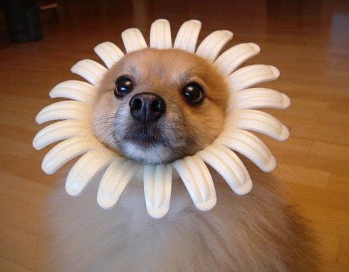 Flower Child Dog Picture