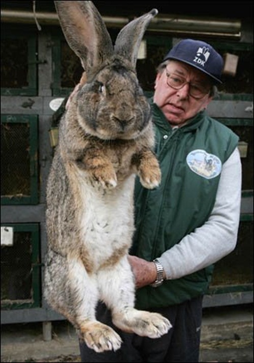 Humongous Hare  Picture