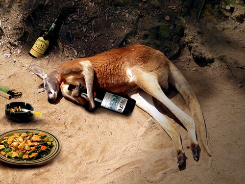 Kangroo Hangover Picture