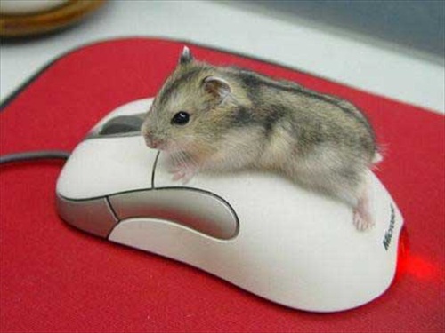 Mouse Vs Mouse Picture