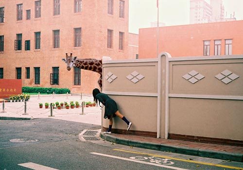 Peek-a-boo Giraffe  Picture