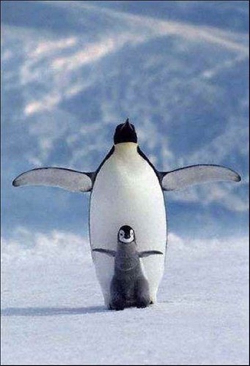 Penguin Palls  Picture