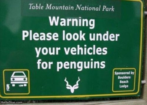 Penguin Warning Picture