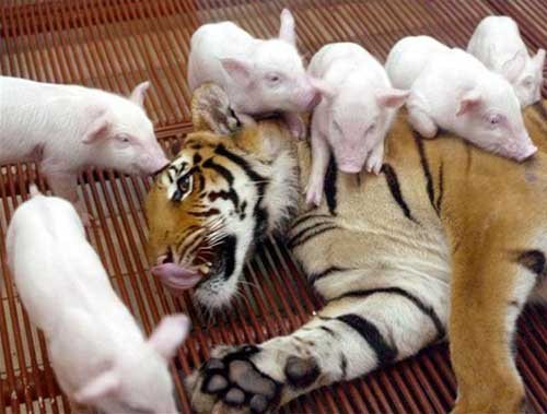 Pigs Attack Tiger Picture