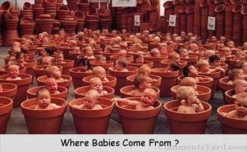 Pot Babies Picture