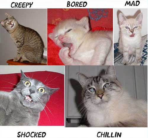 Pussy Moods Picture