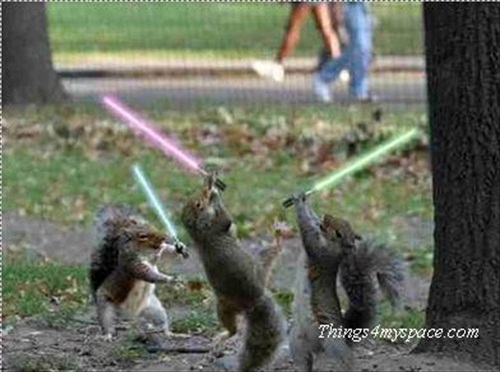 Squirell Wars Picture