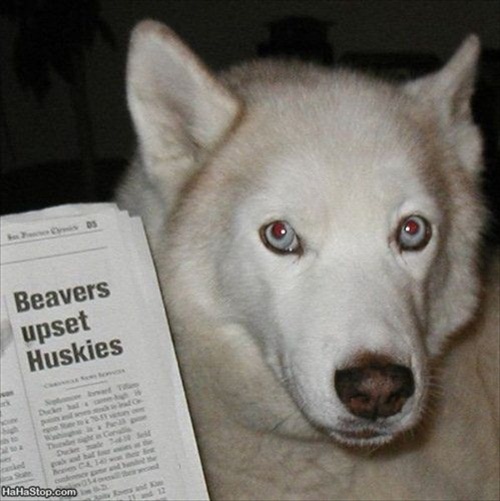 Upset Husky  Picture