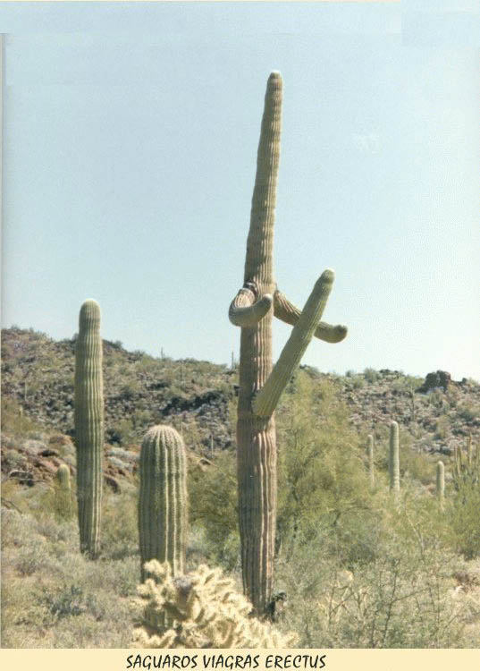 Very Erect Cactus Picture